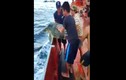 Xúc động ngư dân thả rùa biển 110kg về đại dương