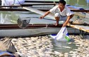 Công an khảo sát vụ cá chết hàng loạt tại Đồng Nai
