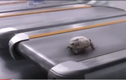 Video: "Chết cười" xem cảnh rùa con chạy nước rút
