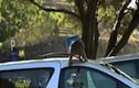 Video: Đi vào “vương quốc khỉ”, bị khỉ phá ô tô
