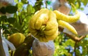 “Dị cây” hai loại quả tuyệt đẹp được rao bán 30 triệu
