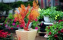 San hô bonsai siêu độc cho Tết thêm rực rỡ sắc màu
