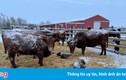 Trời lạnh, mất điện khiến gia súc ở Mỹ... rụng tai