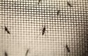 Hàn Quốc xác nhận ca nhiễm Zika đầu tiên