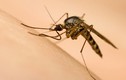 Virus Zika ăn não có thể xâm nhập Việt Nam dịp Tết