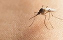 Xét nghiệm 3 trường hợp nghi nhiễm Zika ở Hà Nội
