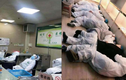Dịch corona 12/2: 500 nhân viên y tế TQ mắc bệnh, 38 học sinh Vĩnh Phúc ho, khó thở