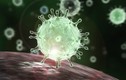 Phát hiện 3 biến thể virus SARS-CoV-2 gây bệnh dịch COVID-19 ở Việt Nam