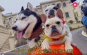 Doanh nhân Trung Quốc xây biệt thự xa hoa hơn 1 tỷ cho chó cưng
