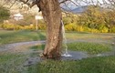Bí ẩn cây dâu tằm hơn 100 tuổi “hóa” đài phun nước