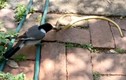 Khó tin cảnh chim cắn nuốt rắn ngay trong sân nhà