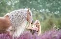 Mê mẩn “nàng” ngựa đẹp tuyệt mỹ, mệnh danh “công chúa tóc mây“