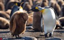 Chết mê khoảnh khắc cực yêu của chim cánh cụt