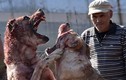 Chó trăm kg chọi nhau đẫm máu ở Kyrgyzstan gây phẫn nộ tột cùng