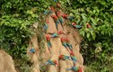 Loài vẹt đuôi dài tuyệt đẹp, chuyên ăn đất sét giữ gìn nhan sắc  