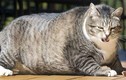 Vì sao lũ mèo ngày càng béo lên, xếp vào hàng "siêu to khổng lồ"?