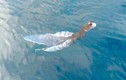 Đồn đoán sinh vật lạ ở Phú Quý là cá cảnh báo sóng thần: Gặp thường xuyên