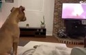 Chó "khóc" khi xem bộ phim hoạt hình yêu thích gây sốt