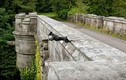 Kỳ bí cây cầu khiến nhiều con chó tìm đến cái chết