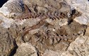 Kinh ngạc hóa thạch sinh vật biến hình thành quái thú