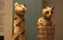 Tục ướp xác động vật nổi tiếng của người Ai Cập cổ đại