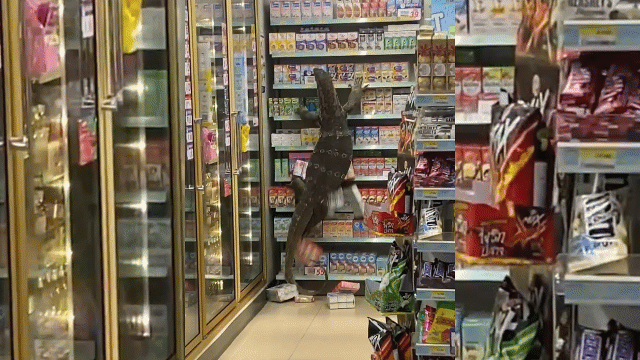 Video: Kỳ đà “Godzilla” náo loạn cả siêu thị