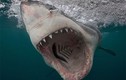 Cá mập trắng lớn “khoe” nanh vuốt khi săn mồi