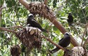 Loài cây “tử thần” cực nguy hiểm khiến những con chim bỏ mạng