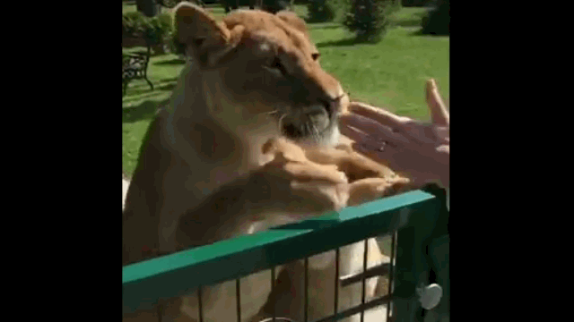 Video: Sau 7 năm, đôi sư tử lao tới ôm hôn người phụ nữ