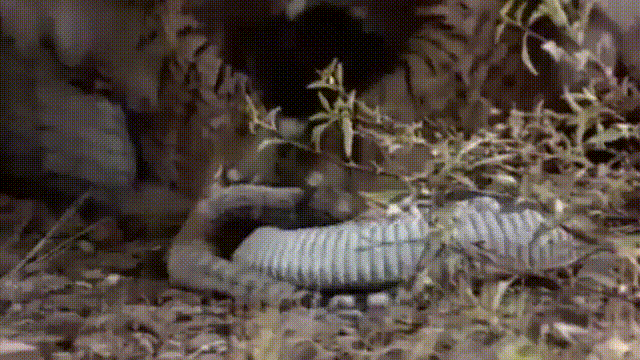 Video: Vừa xơi tái chuột, rắn đuôi chuông phải bỏ mạng dưới móng vuốt chim ưng