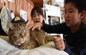 Chú mèo kỷ niệm 3 năm nhậm chức trưởng ga ở Nhật Bản