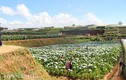  Giới trẻ đua nhau check-in cánh đồng hoa cẩm tú cầu đẹp mê mẩn ở Đà Lạt