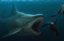 Siêu cá mập Megalodon thực chất có ngoại hình khổng lồ dễ thương?