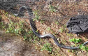 Sinh vật “khủng” dài 3m lạc vào trường học Hà Tĩnh: Loài quý hiếm!