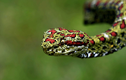 Tận mục loài rắn lục "sát thủ bóng đêm”, sở hữu nọc độc ghê gớm 