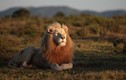 Chiêm ngưỡng vẻ đẹp độc đáo của động vật hoang dã châu Phi