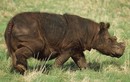 Ngắm loài tê giác đầy lông lá tuyệt chủng ở Việt Nam năm 1992