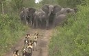 Bầy voi đẩy lùi pha tấn công của tổ đội săn mồi nguy hiểm