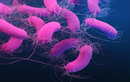 Vi khuẩn Pseudomonas Aeruginosa trong dầu gội: Nguy hiểm chết người!