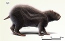 Kinh hoàng loài chuột khổng lồ to bằng người ở Amazon