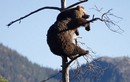 Gấu béo táo bạo leo cành cây cao để ngắm rừng