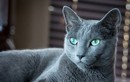 Khám phá loài mèo quý tộc có đôi mắt xanh đẹp “ma mị”