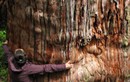 Phát hiện cây lâu đời nhất thế giới, chuyên gia tranh cãi không ngừng