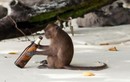 8 loài vật cực “bê tha”, nghiện men rượu nhất quả đất
