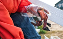 Bủn rủn chân tay trước đặc sản “cứu đói” bốc mùi của người Inuit