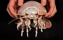 Phát hiện loài rận biển khổng lồ mới: To gấp 25 lần loài thông thường