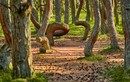Bí ẩn “khu rừng nhảy múa” khiến các chuyên gia cũng bối rối