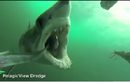 Cận cảnh cú đớp mồi kinh hoàng của cá mập