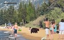 Video: Gia đình gấu đen ra bờ hồ tắm nắng, “không coi ai ra gì“