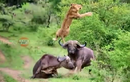 Bảo vệ “bạn tình”, trâu rừng húc thủng bụng sư tử